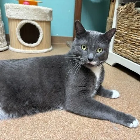 An adult large-sized male Gray & White Domestic Short Hair cat named John for adoption in Norwalk, CT