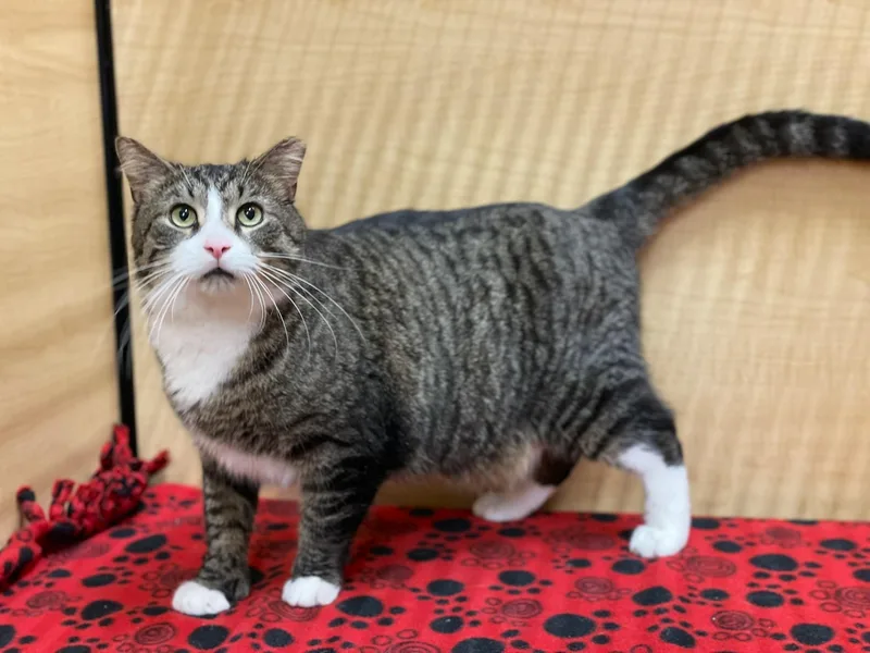 An adult extra large-sized male Tabby (Brown / Chocolate) Tabby cat named Big Guy for adoption in Taylor, MI