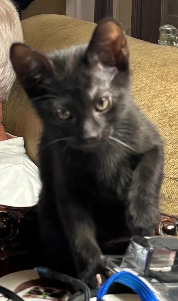 A baby medium-sized male Domestic Short Hair cat named Virgil for adoption in San Antonio, TX