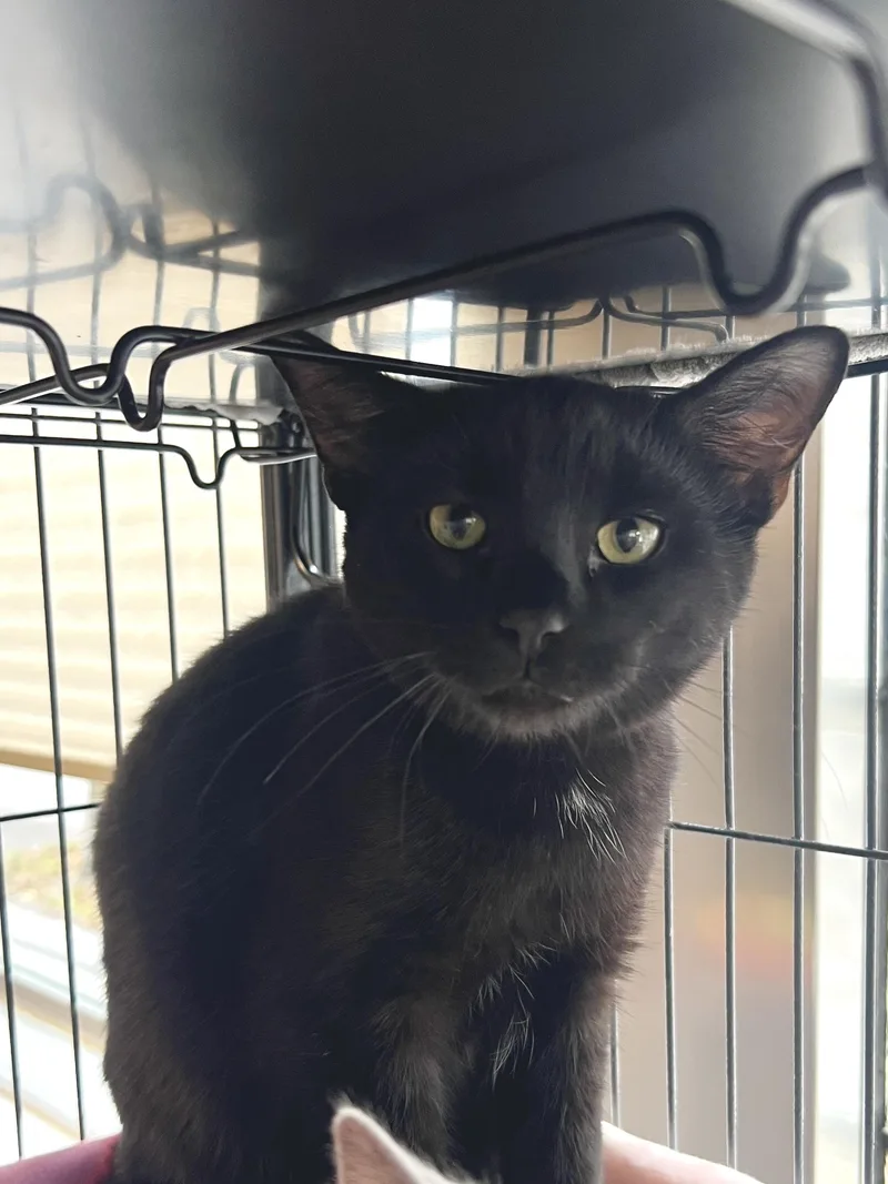 A baby small-sized male Domestic Short Hair cat named Vader for adoption in Altoona, PA