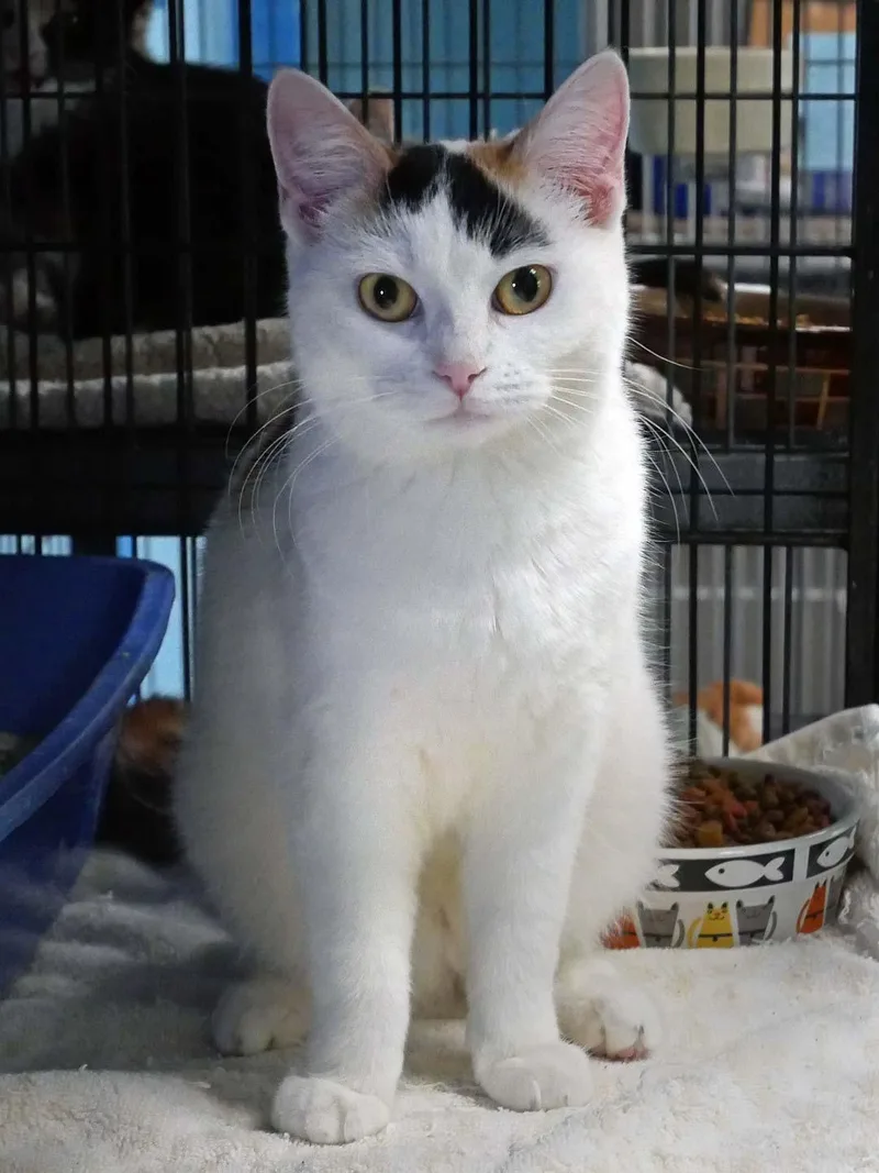 A baby small-sized female Calico cat named S'mores for adoption in Bloomingdale, NJ