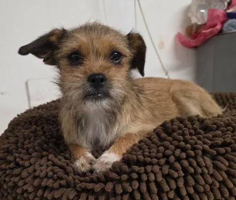 A baby small-sized female Brown / Chocolate Chorkie dog named Lizzie for adoption in Manvel, TX