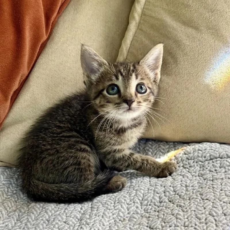 A baby small-sized female Brown / Chocolate Domestic Short Hair cat named EmilySuzanne for adoption in Williston, FL