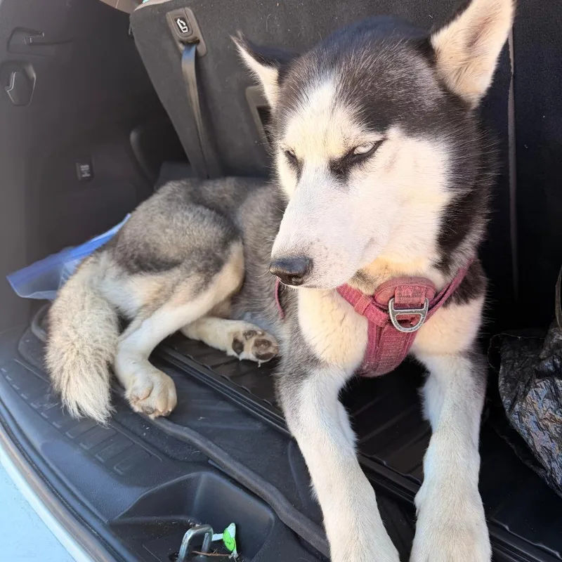 An adult large-sized male Black Husky dog named Sweet Boy for adoption in Livingston, TX