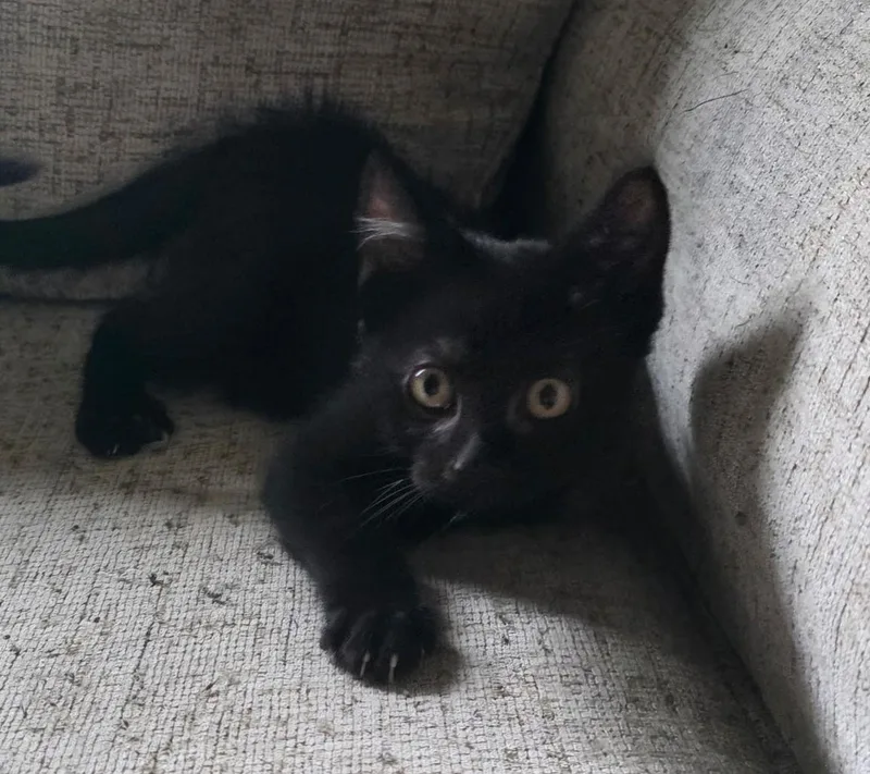 A young medium-sized male Black Domestic Short Hair cat named Starfall for adoption in Chicago Ridge, IL