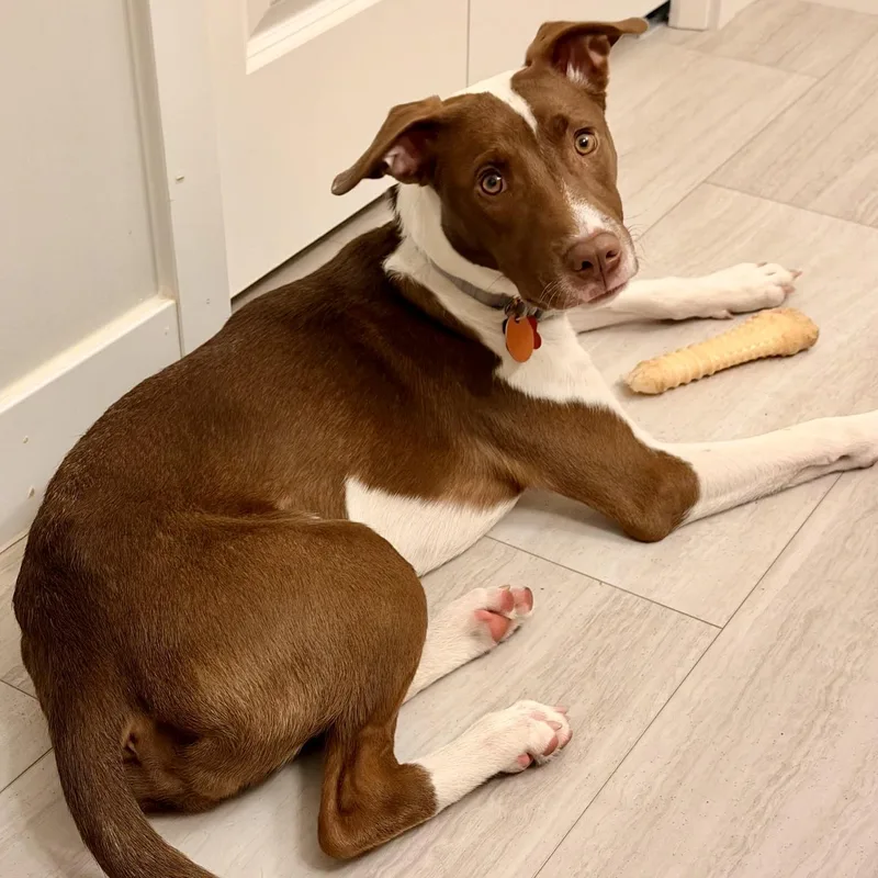 A baby medium-sized female Terrier dog named Mazie for adoption in Prior Lake, MN