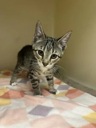A baby small-sized male Domestic Short Hair cat named Toaster for adoption in King William, VA