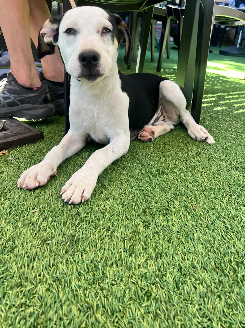 A young medium-sized male Pit Bull Terrier dog named Hank for adoption in Concord, CA