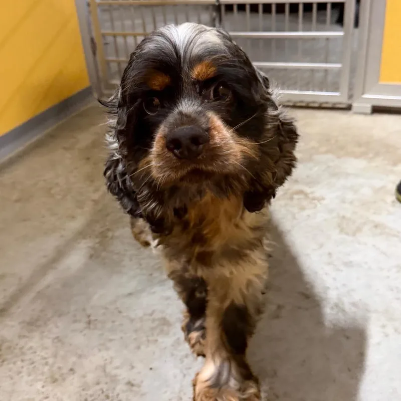 An adult small-sized male Black Cocker Spaniel dog named Zechariah Missouri for adoption in Peyton, CO