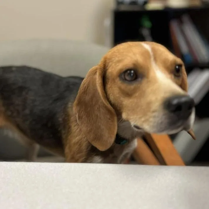 An adult small-sized male Brown / Chocolate Beagle dog named Dibs for adoption in Norfolk, NE