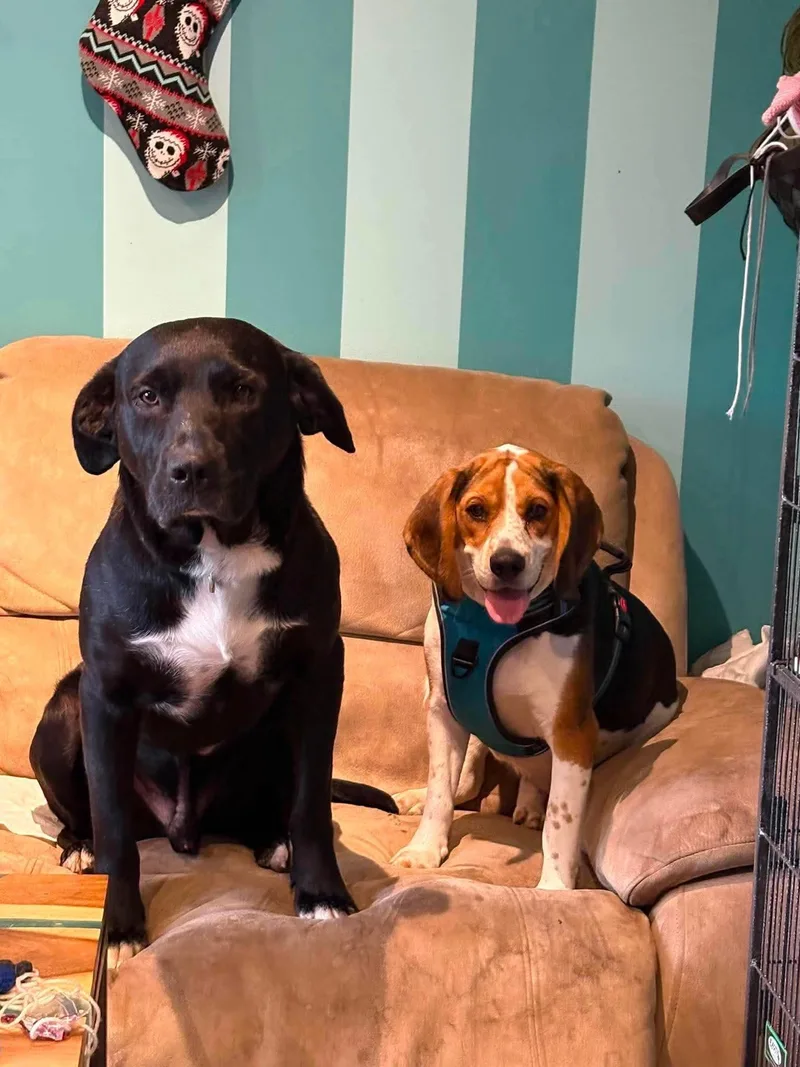 A young medium-sized female Beagle dog named Birdie for adoption in East Amherst, NY