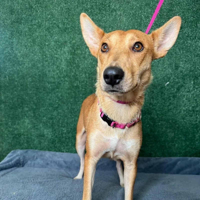 Magnolia thumbnail 2