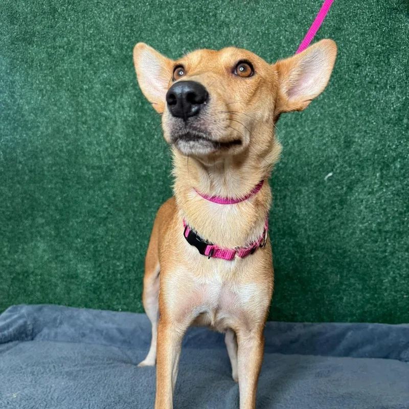 Magnolia thumbnail 3