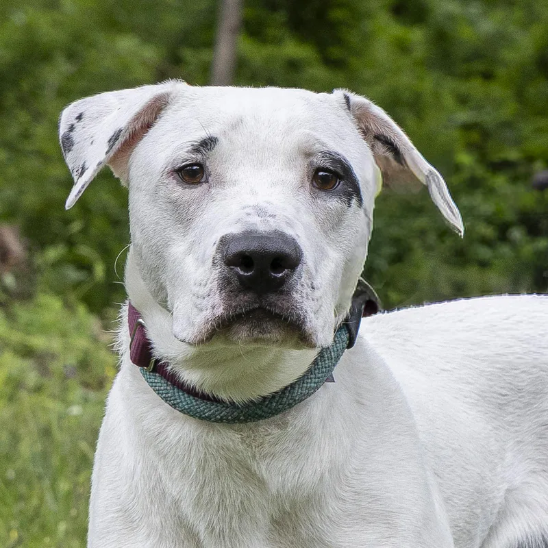 A young large-sized male White / Cream Bull Terrier dog named Simon for adoption in Stroudsburg, PA