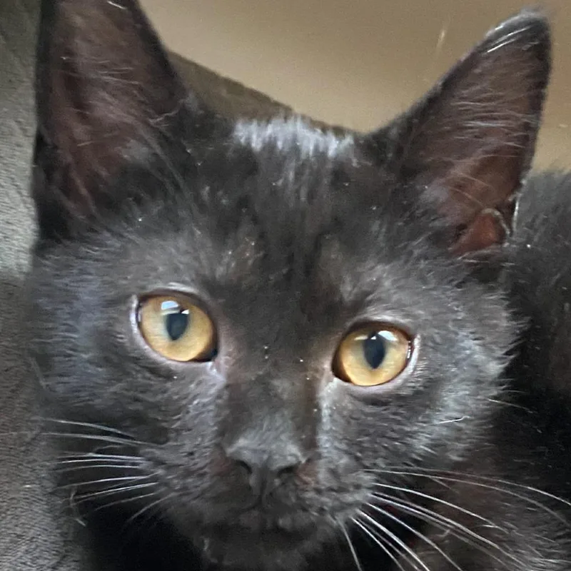 A baby small-sized male Domestic Short Hair cat named Cove for adoption in Cumming, GA