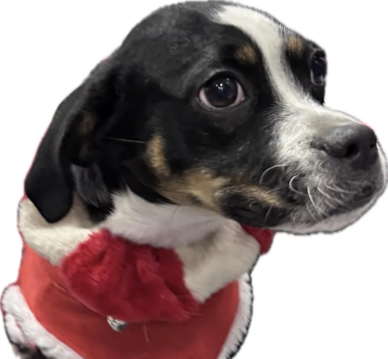 Lilly thumbnail 4