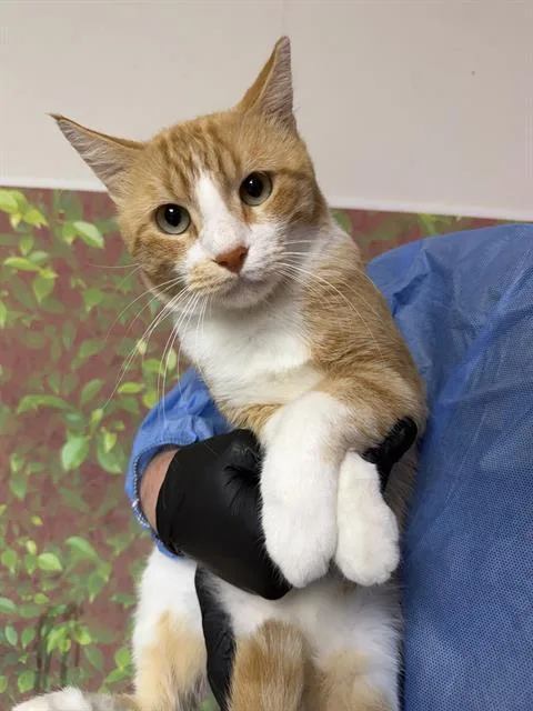 A young medium-sized male Domestic Short Hair cat named Pumpkin Spice for adoption in San Antonio, TX