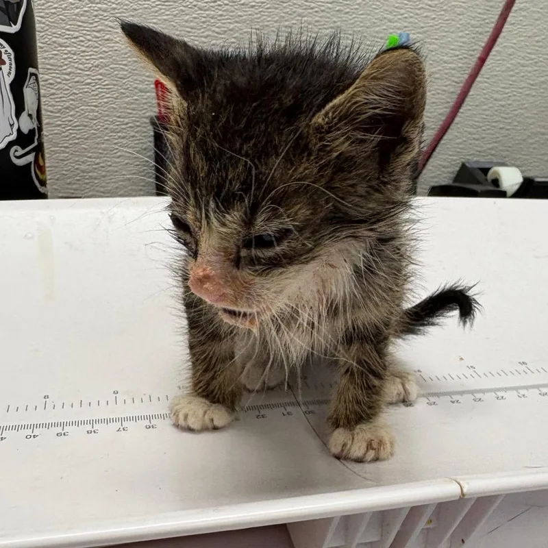 A baby small-sized male Brown / Chocolate Domestic Short Hair cat named Rayquaza for adoption in Columbiana, AL