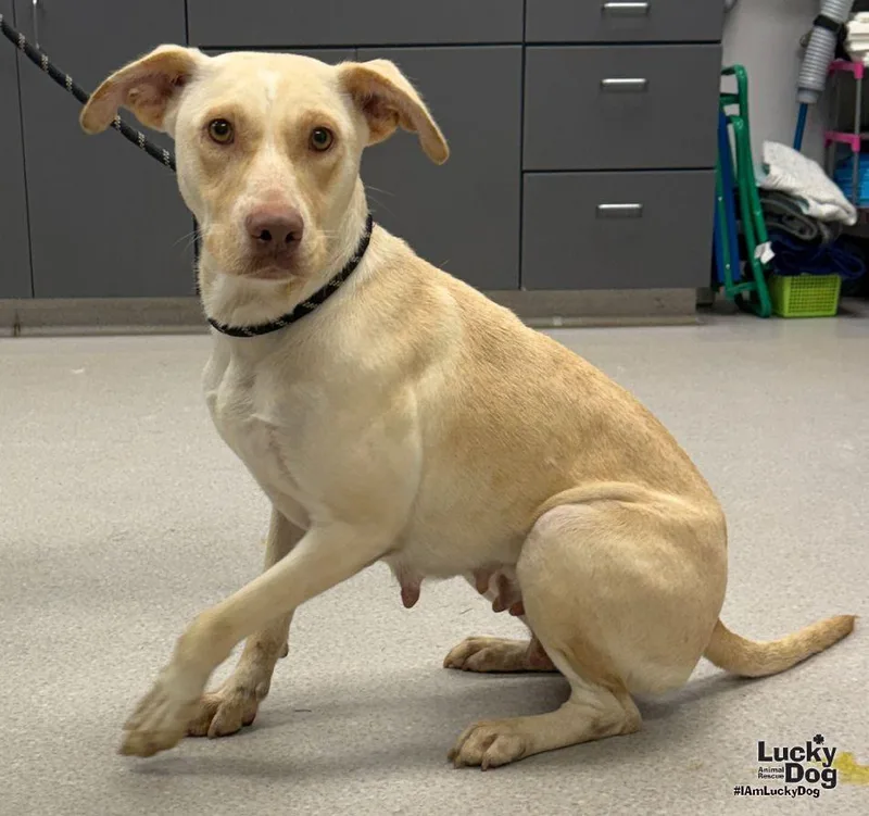 A young medium-sized female Labrador Retriever dog named Koko for adoption in Washington, DC