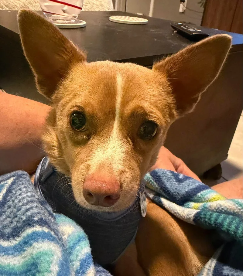 A young small-sized female Apricot / Beige Chihuahua dog named Tortilla for adoption in Phoenix, AZ
