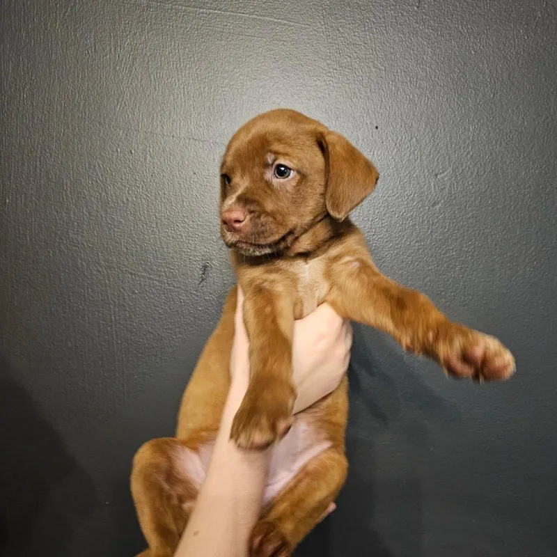 A baby medium-sized female Brown / Chocolate Mixed Breed dog named Oakley for adoption in Mocksville, NC