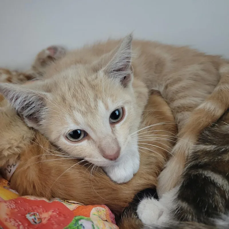 A baby small-sized male Orange / Red Domestic Short Hair cat named Luey for adoption in Long Beach, CA