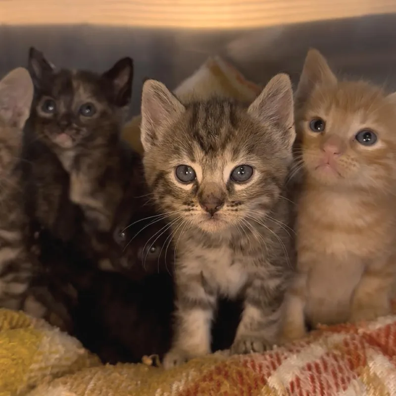 A baby small-sized female Torbie Domestic Short Hair cat named Oaxaca for adoption in Los Angeles, CA
