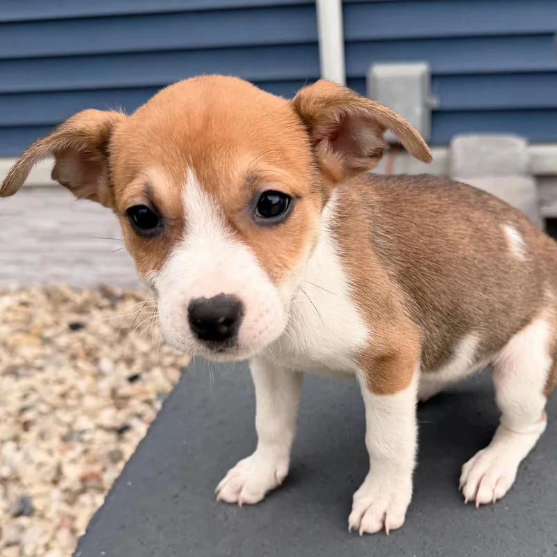 A baby medium-sized female Mixed Breed dog named Loretta for adoption in Elkhorn, WI
