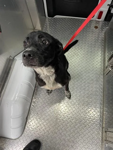 A young large-sized female Labrador Retriever dog named Peaches for adoption in Fort Myers, FL