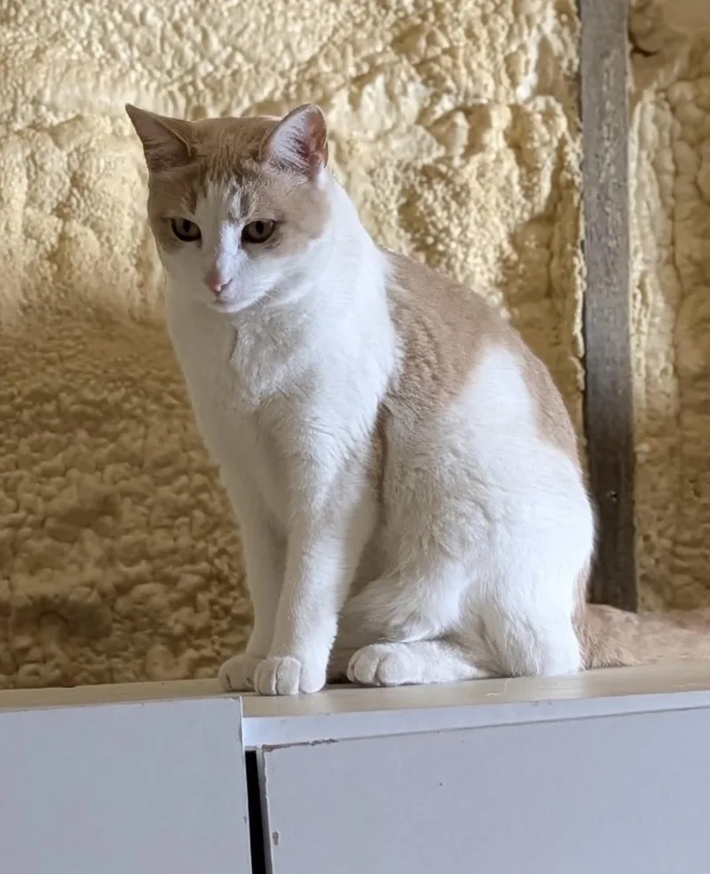 An adult medium-sized female Orange & White Domestic Short Hair cat named Spice for adoption in Brick, NJ