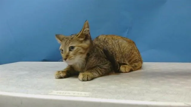 A baby medium-sized female Domestic Short Hair cat named Sweetie for adoption in Gardena, CA