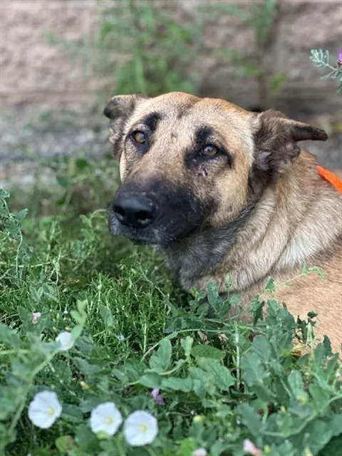 An adult medium-sized female German Shepherd Dog dog named Honey for adoption in Tustin, CA