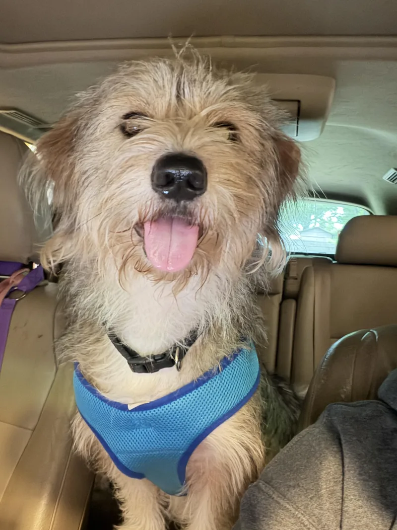 A young medium-sized male Yellow / Tan / Blond / Fawn Terrier dog named Haus for adoption in Jeffersonville, IN
