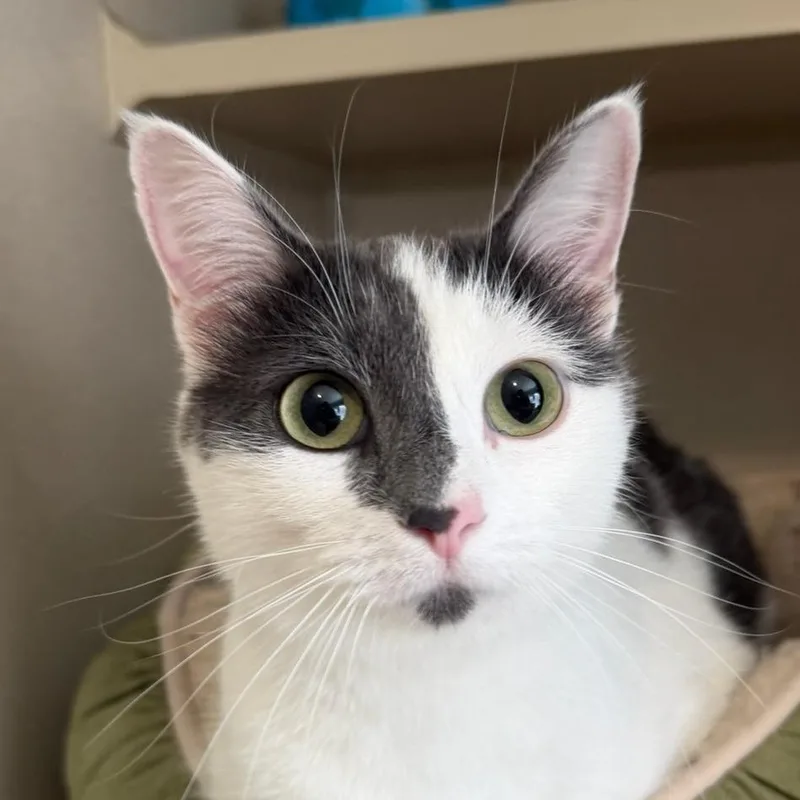 An adult medium-sized female Gray / Blue / Silver Domestic Short Hair cat named Boulet for adoption in Calverton, NY