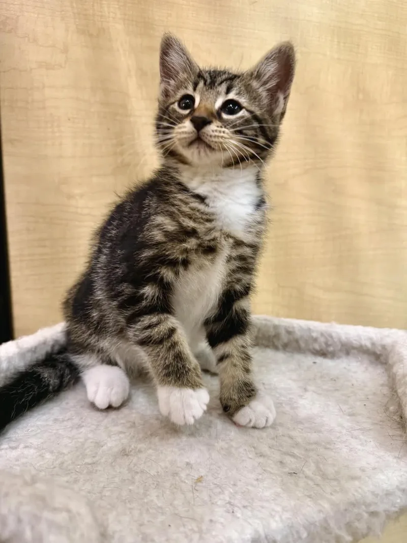A baby medium-sized male Tabby (Brown / Chocolate) Domestic Short Hair cat named Hermes for adoption in Austin, TX