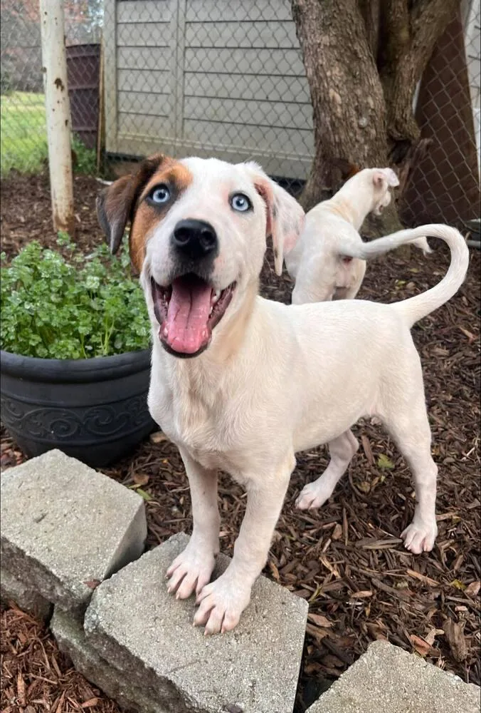 A baby medium-sized female Mixed Breed dog named Amanda for adoption in Acworth, GA