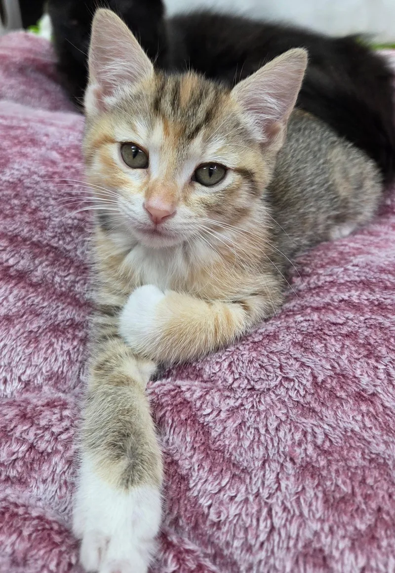 A baby medium-sized female Domestic Short Hair cat named Honda for adoption in Houston, TX