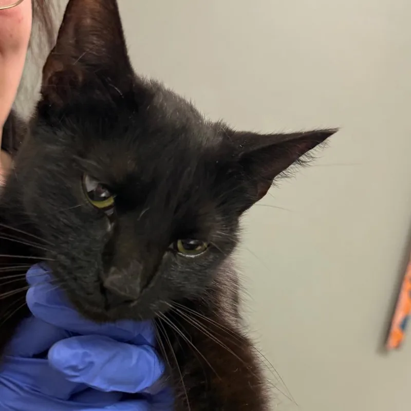 An adult medium-sized female Black Domestic Medium Hair cat named Twinings for adoption in Charleston, WV