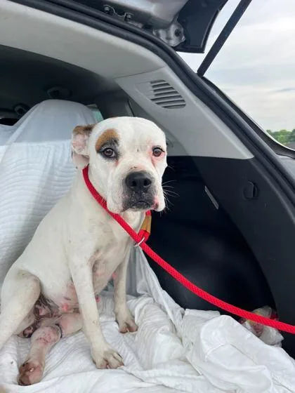 A young medium-sized female Mixed Breed dog named Dolly for adoption in Sevierville, TN