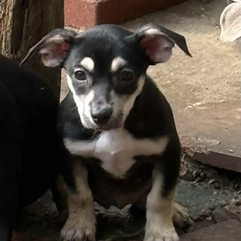 Esmerela thumbnail 2