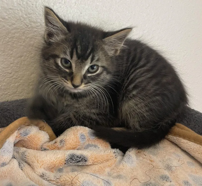 A baby medium-sized male Domestic Medium Hair cat named Neapolitan for adoption in St. Helens, OR