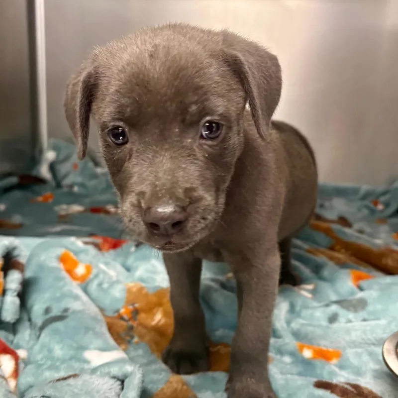 A baby small-sized female Gray / Blue / Silver Mixed Breed dog named StrayVeteransParkwayHollyAvenue for adoption in Columbus, GA