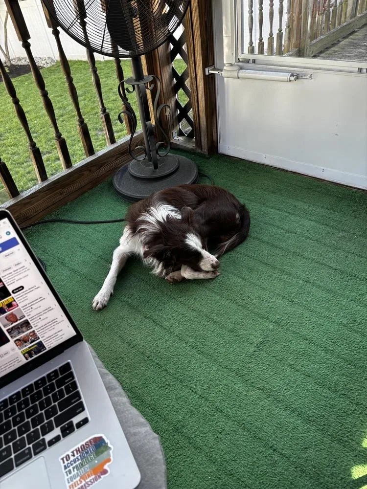A young medium-sized male Border Collie dog named Jax for adoption in Willingboro, NJ