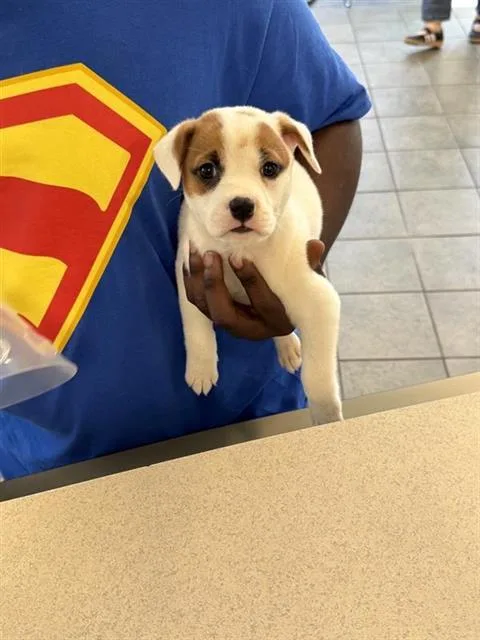 A baby small-sized female Terrier dog named Sandy for adoption in San Antonio, TX