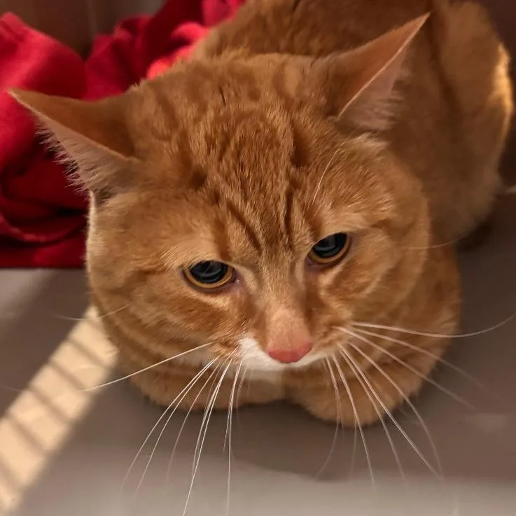 An adult medium-sized male Orange / Red Domestic Short Hair cat named Chickostick for adoption in Allentown, PA
