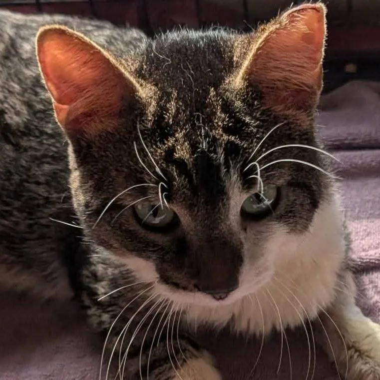 A young small-sized male Brown / Chocolate Domestic Short Hair cat named Inferno for adoption in Carmel, IN