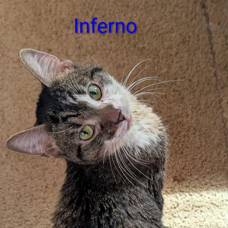 Inferno thumbnail 2