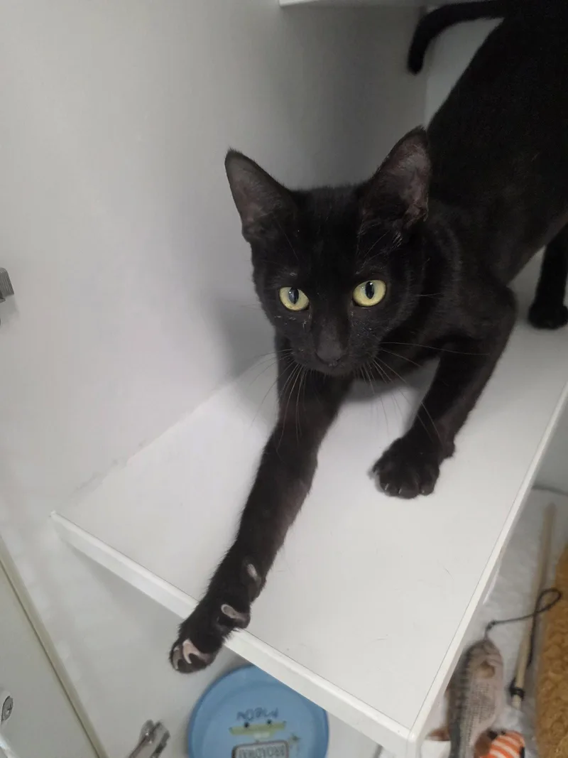 A young medium-sized female Black Domestic Short Hair cat named Logic for adoption in Satellite Beach, FL