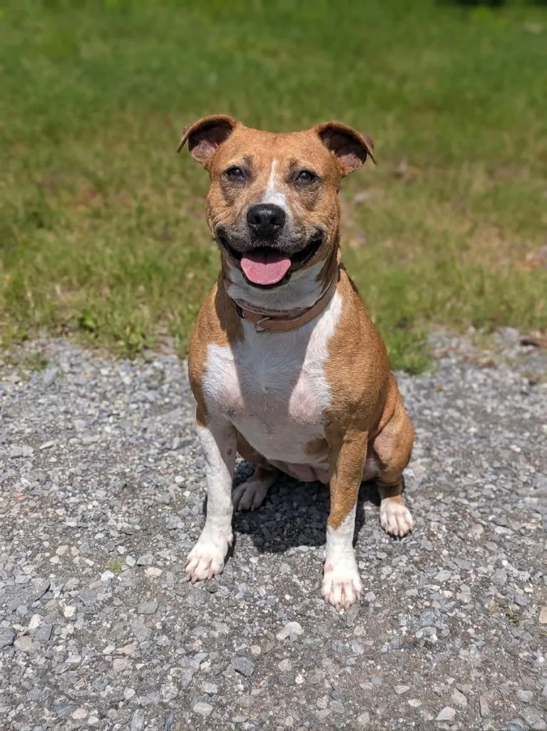An adult large-sized female Pit Bull Terrier dog named Mia for adoption in Springfield, TN