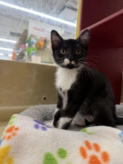 A young small-sized female Domestic Short Hair cat named B Belle for adoption in North Charleston, SC